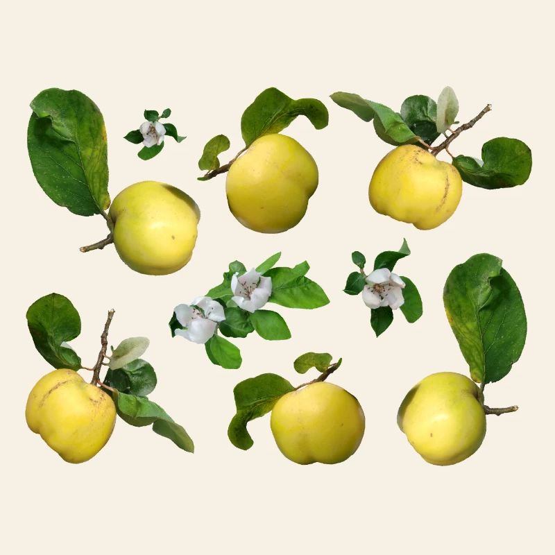 Quitten mit Quittenblüten