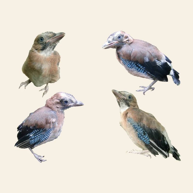 Jay Young Birds