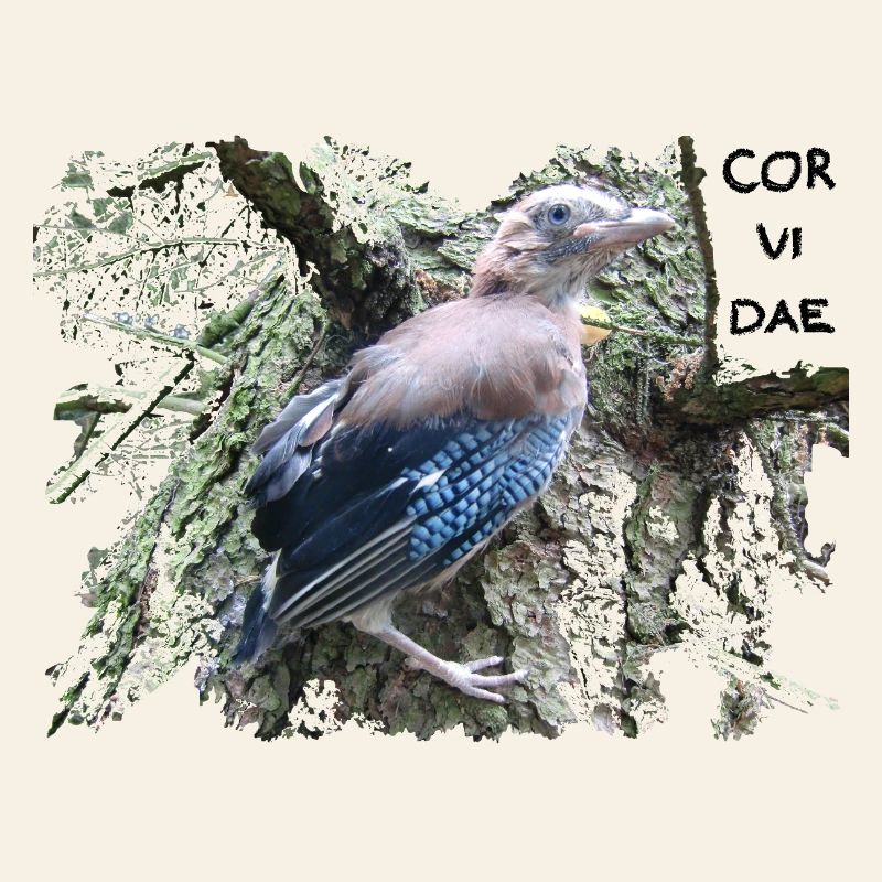 Jay Corvidae