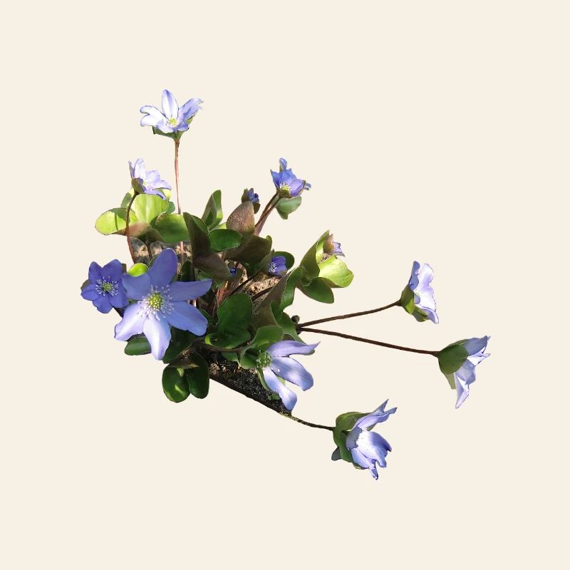 Leberblümchen