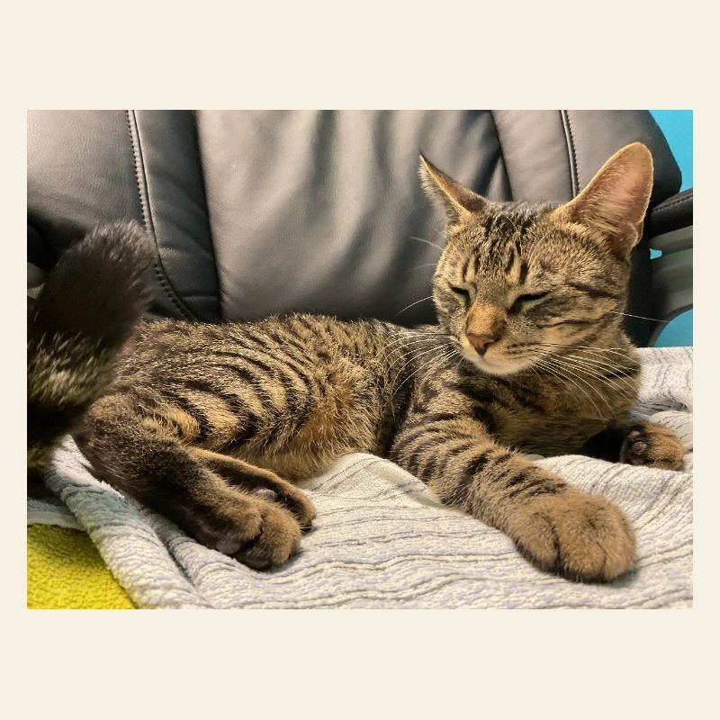 Gemütliche Tigerkatze im Licht