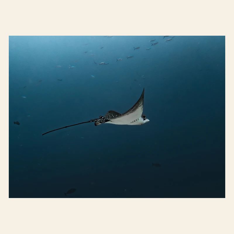 Manta gleiten über den Ozean-Abgrund