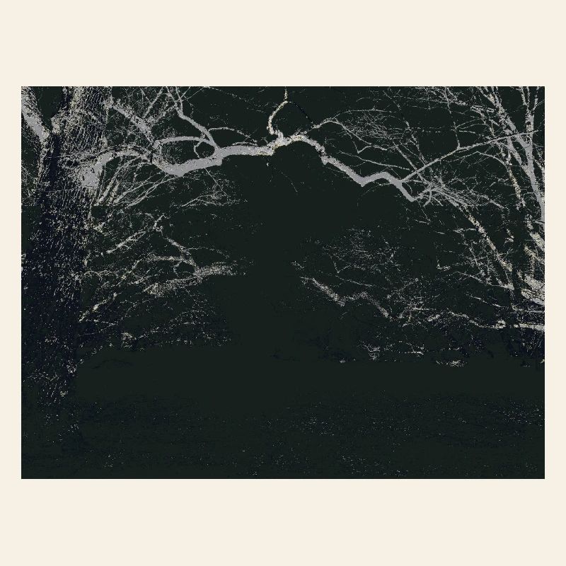 Night Forest Mirror Image