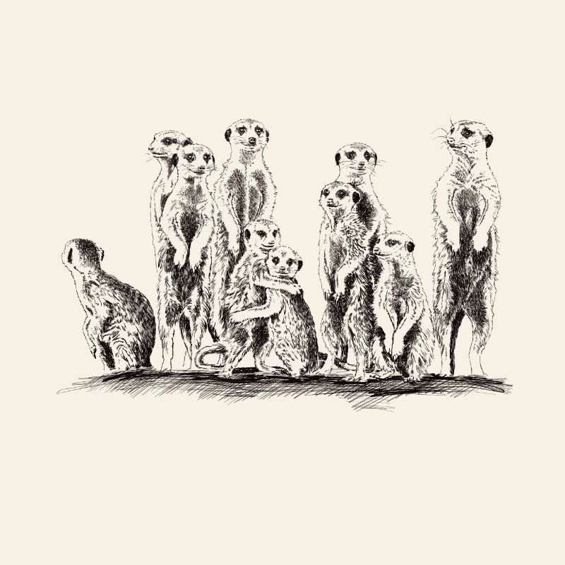 Erdmännchen