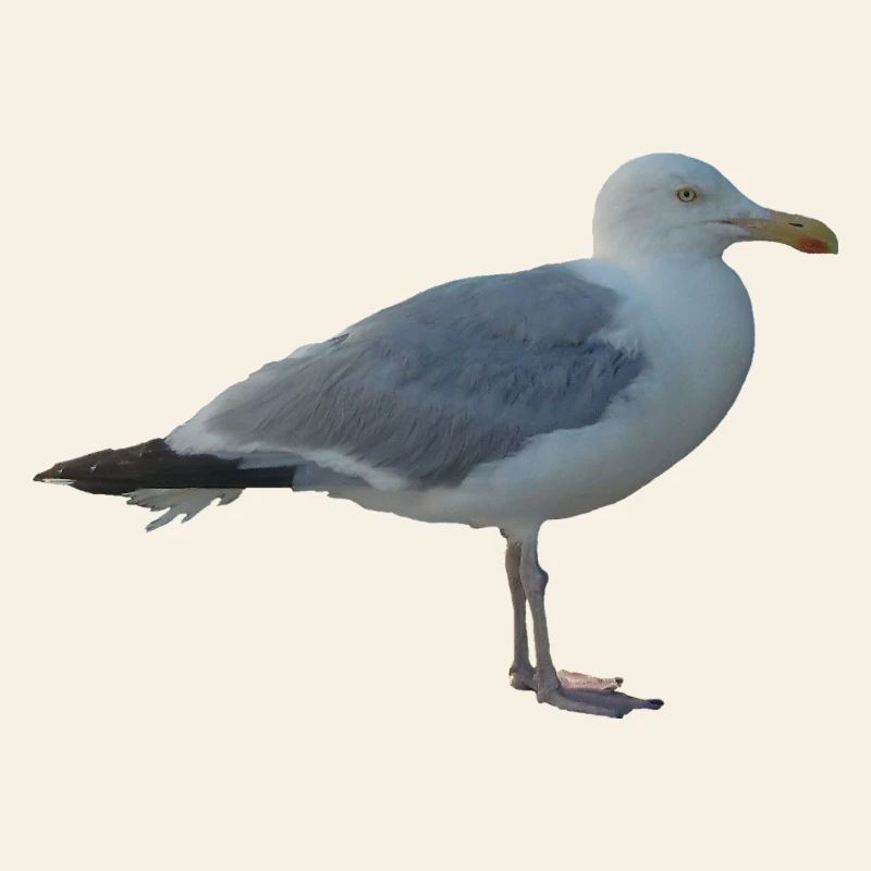 Gull