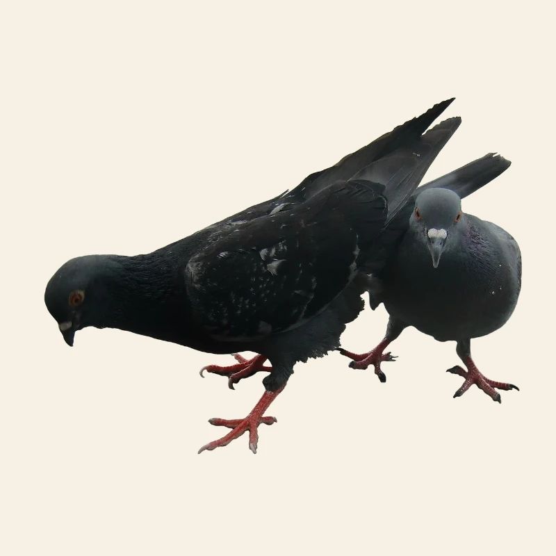 Doves