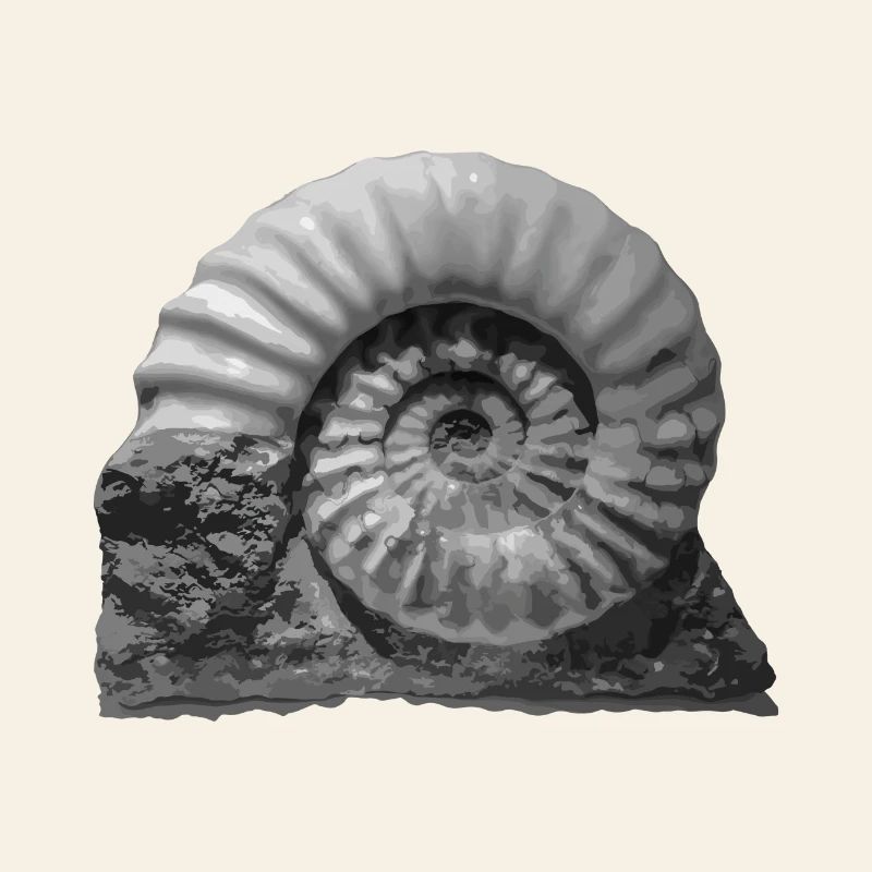 Ammonite