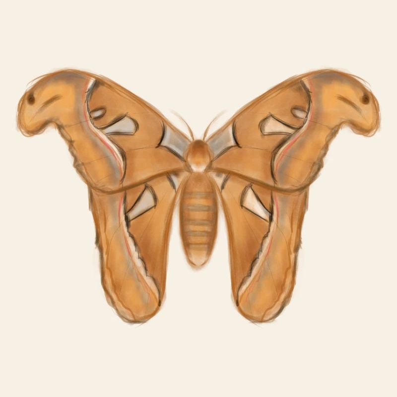 Mite