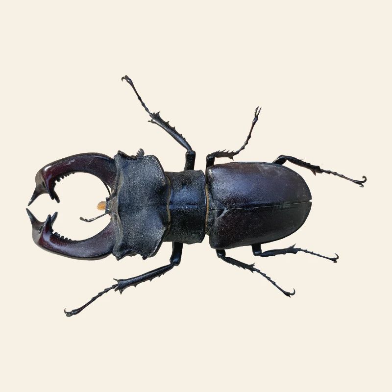 Cerf-volant