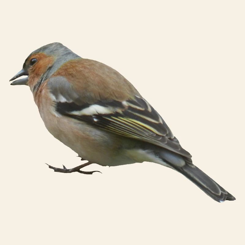 Chaffinch (side)