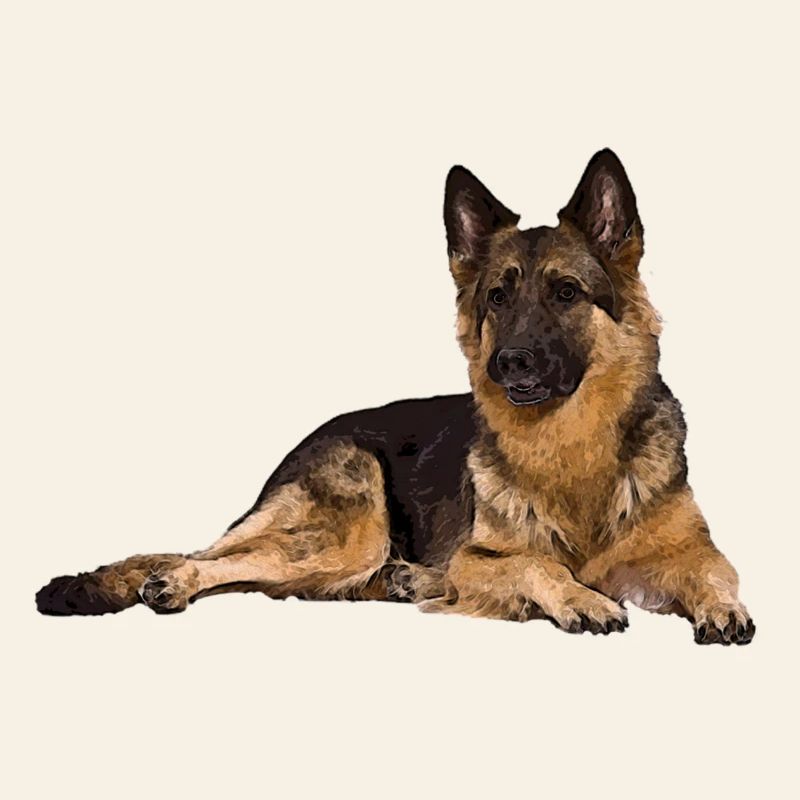 Deutscher Schäferhund