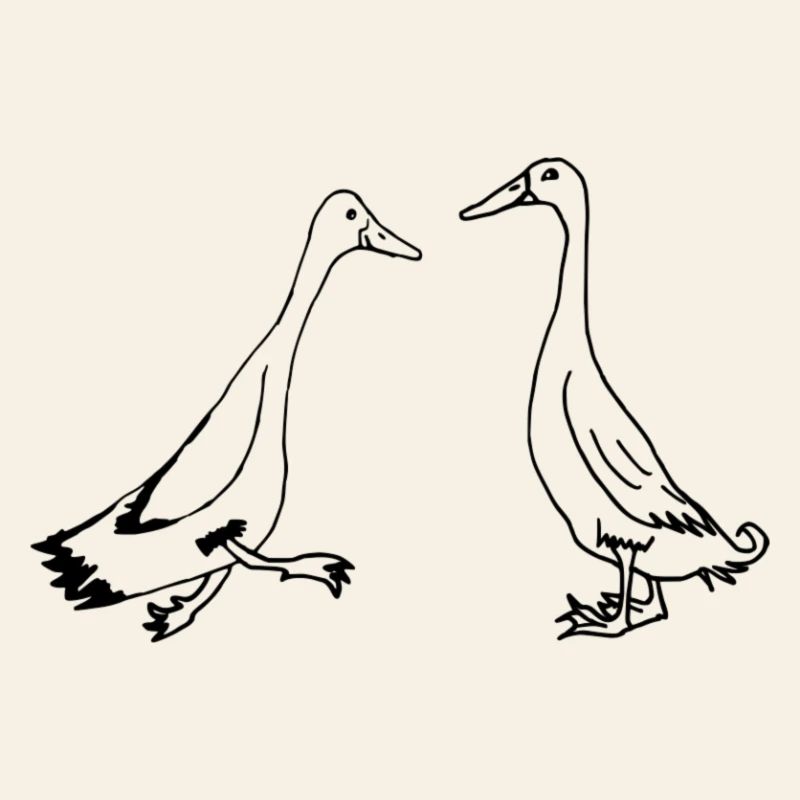 Runner ducks, runner ducks funny ducks