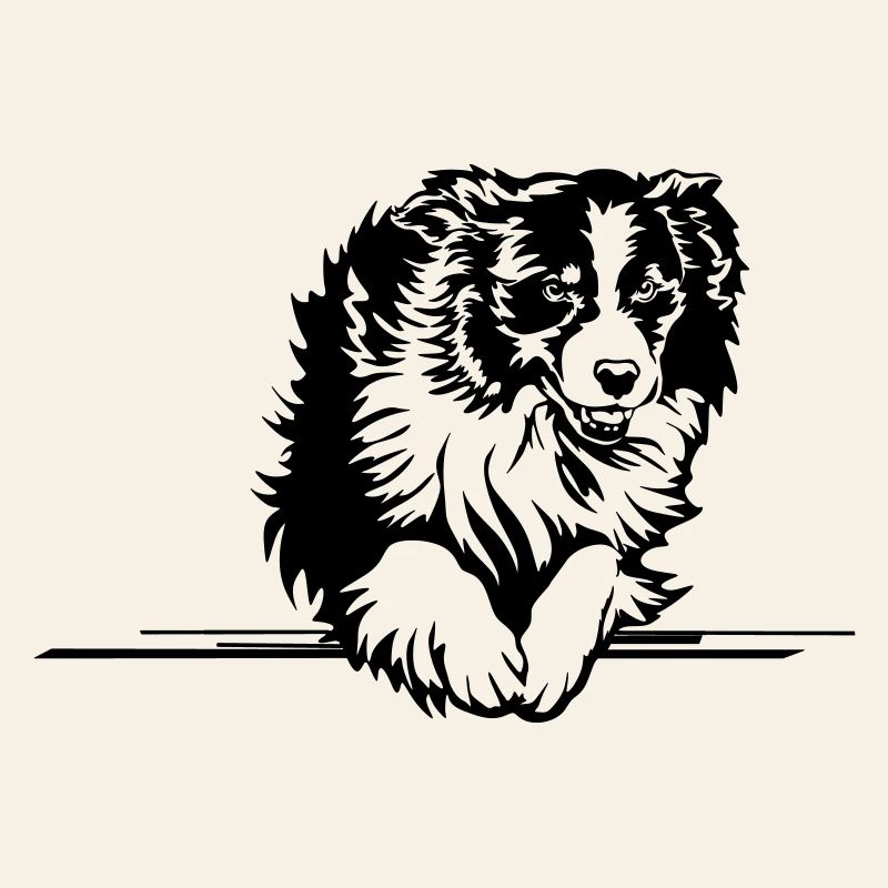 Australian Shepherd