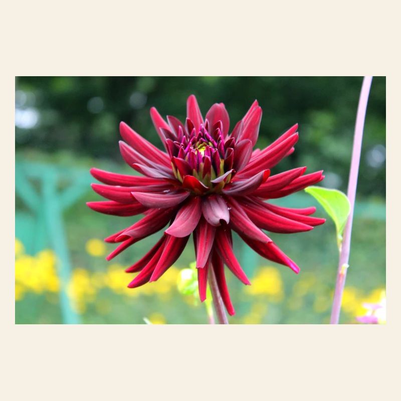 Fleur, Rouge, Fleur Rouge