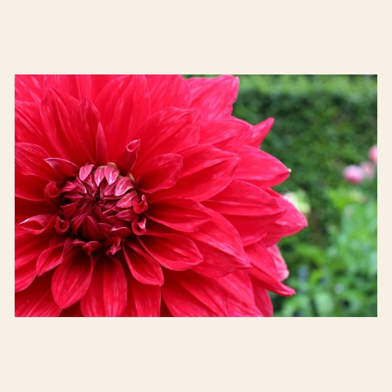 Dahlia Fleur Rouge, Fleur