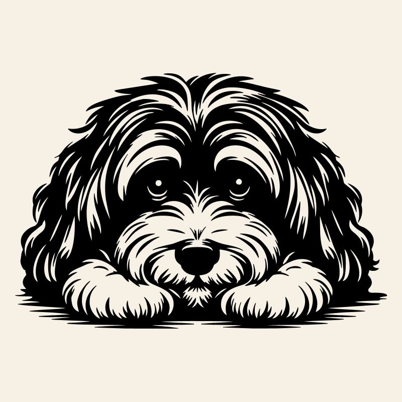 Havanese head with paws
