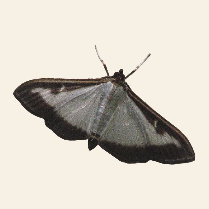 pyrale du buis