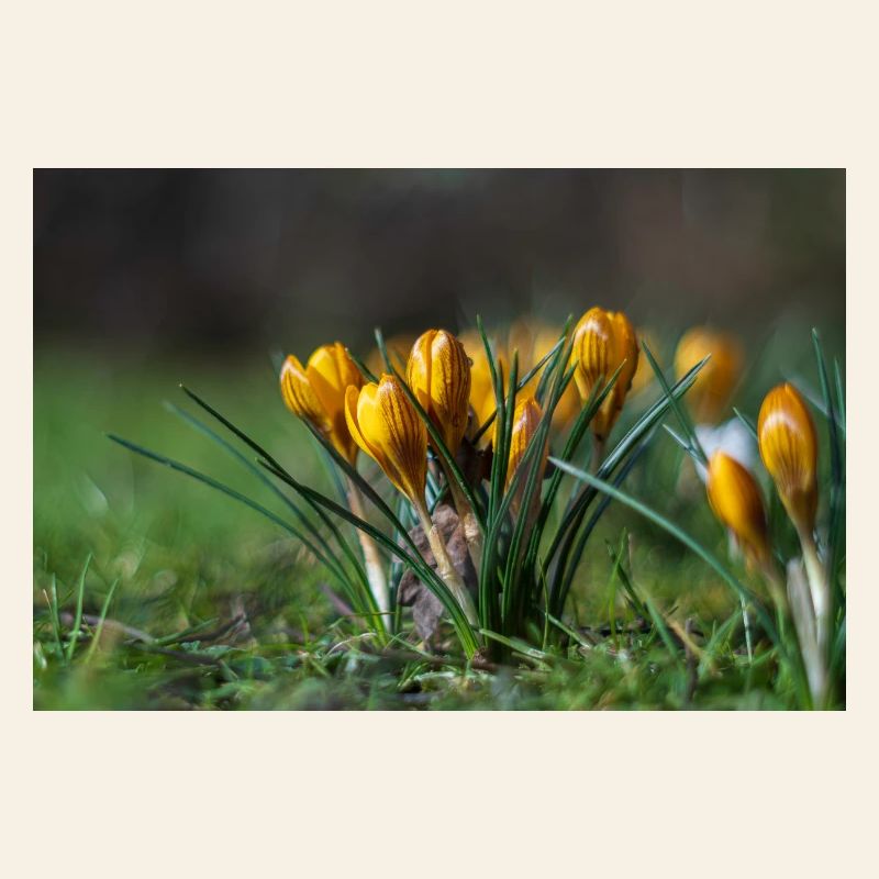 Gros plan de fleurs
