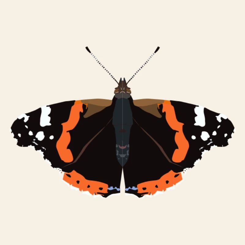 Papillons : L’Amiral
