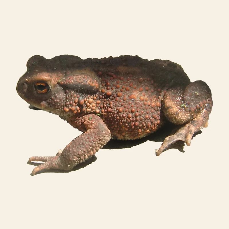 crapaud