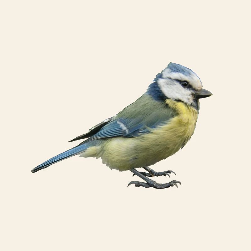 Blue tit 2