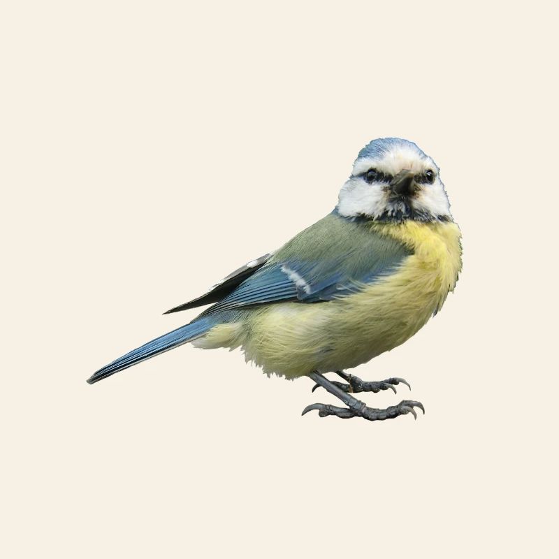 Bird Blue