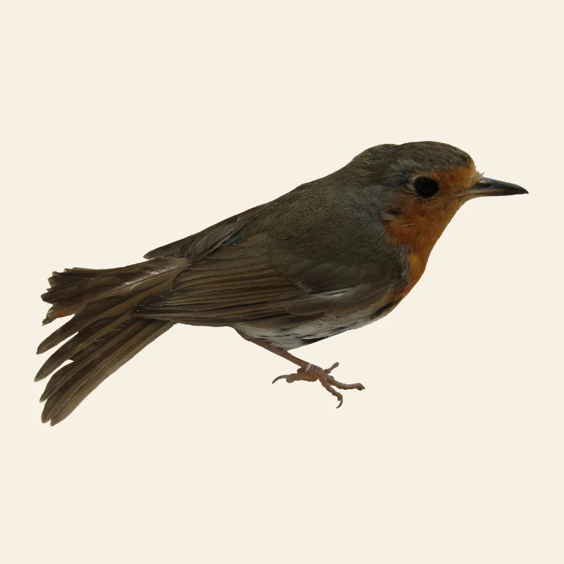 Robin