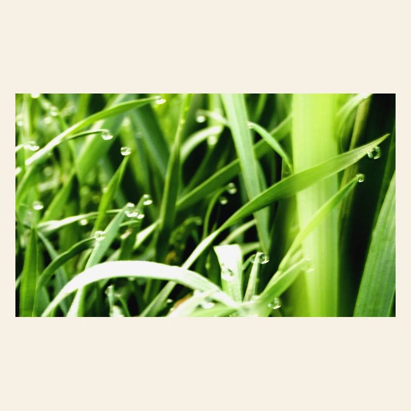 Herbe du matin