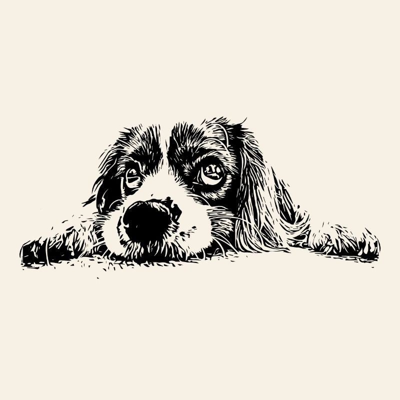 Cocker Spaniel