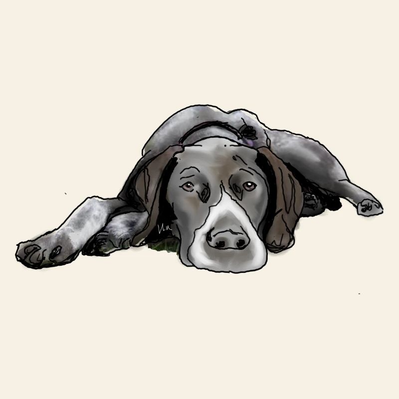 Pointer German Shorthair