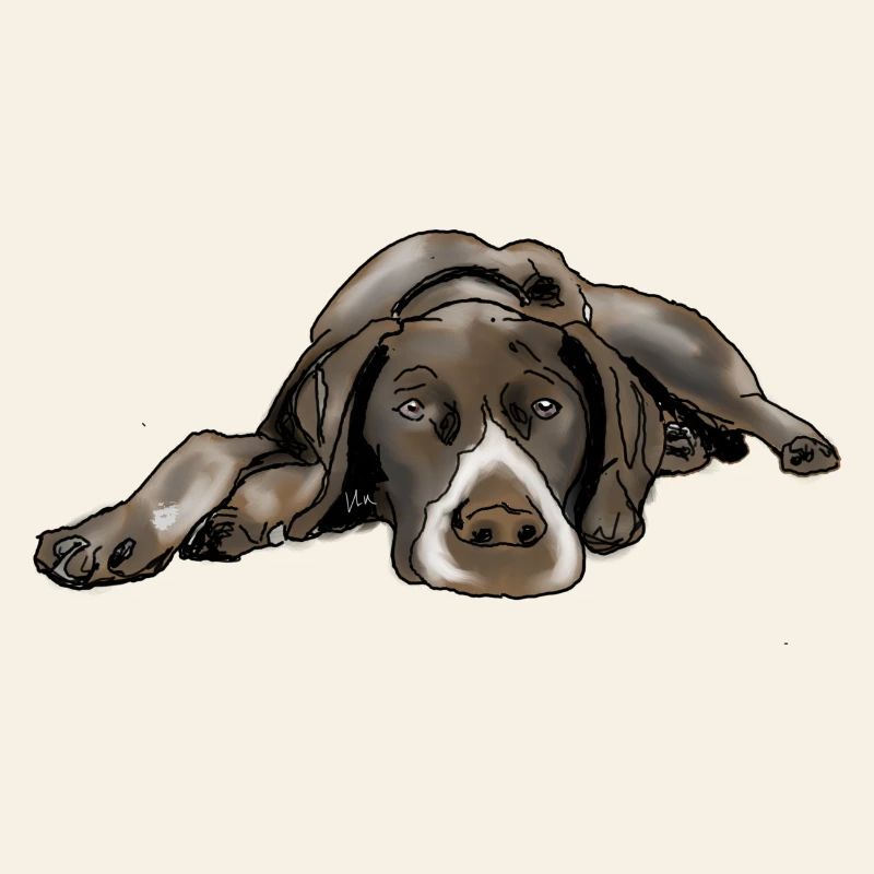 Pointer Deutsch Kurzhaar