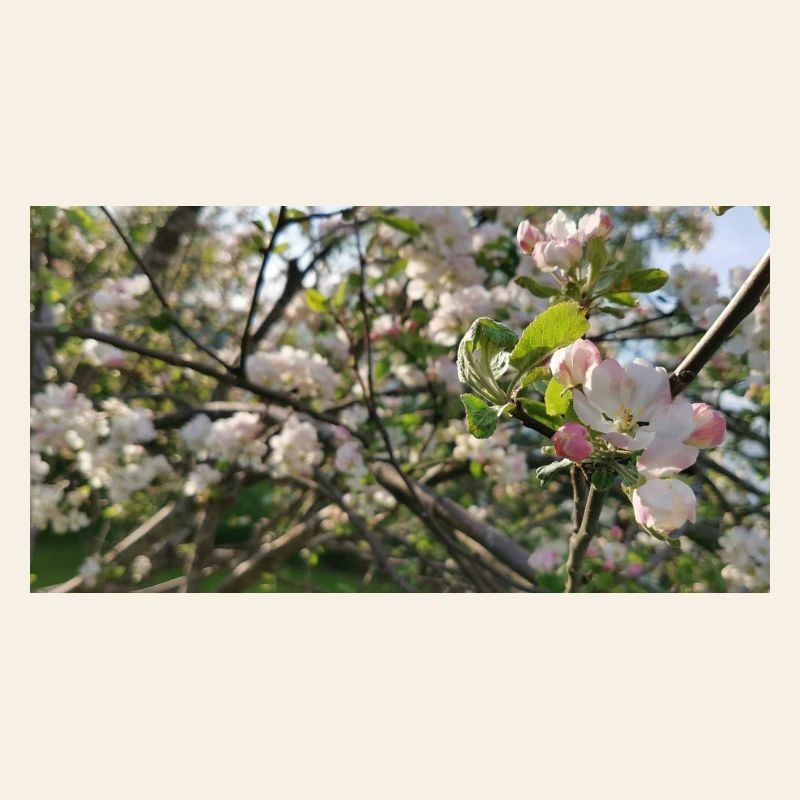 Cherry blossom branches Spring