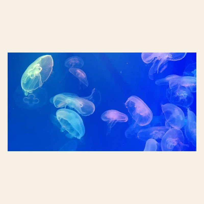 Blue jellyfish pattern