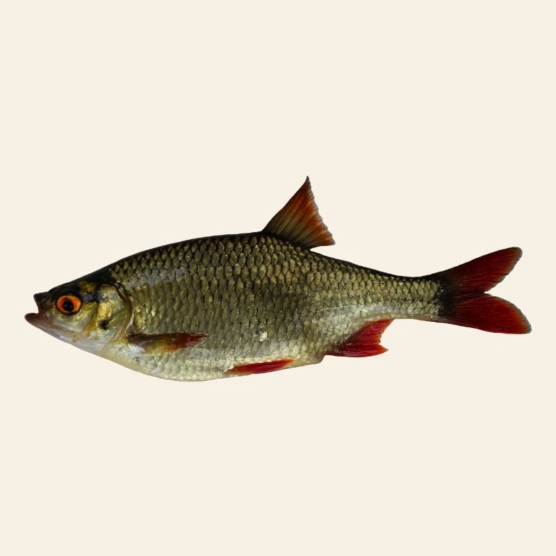 Common rudd