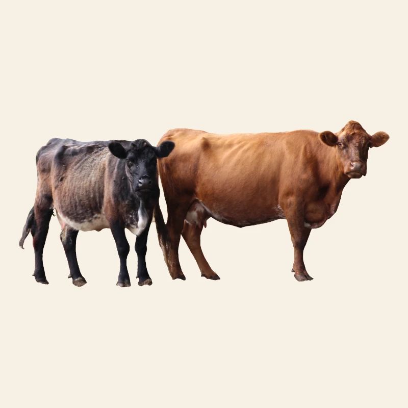 two cows