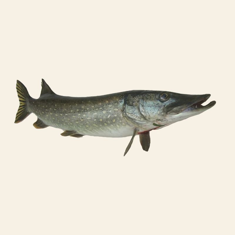 Pike