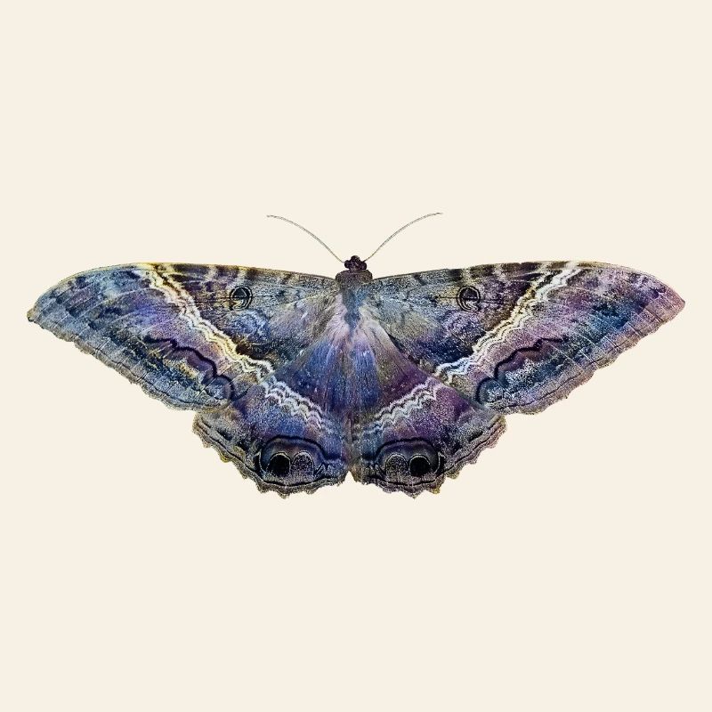Papillon bleu