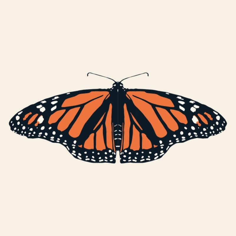 Papillons : Le papillon monarque