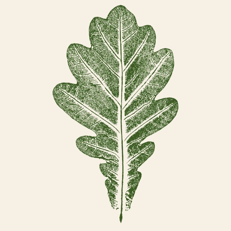 Leaf Oak - Oak Leaf / Nature & Forest Design