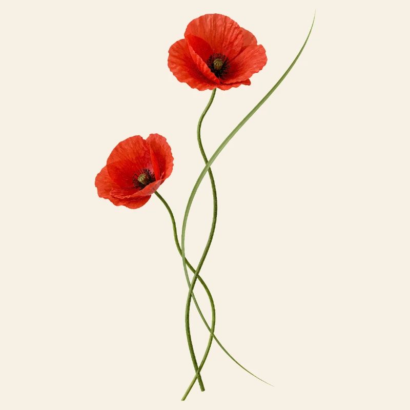 Coquelicots rouges élégants dans le style ikebana