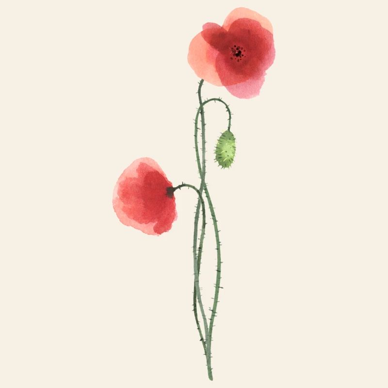 Flower: red poppy