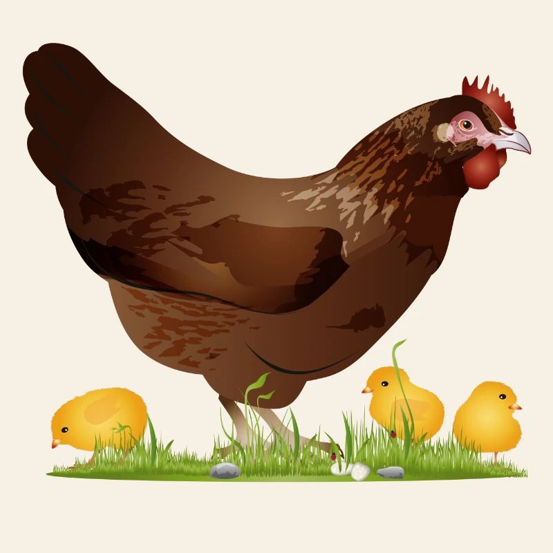 brown chicken with freshly hatched chicks