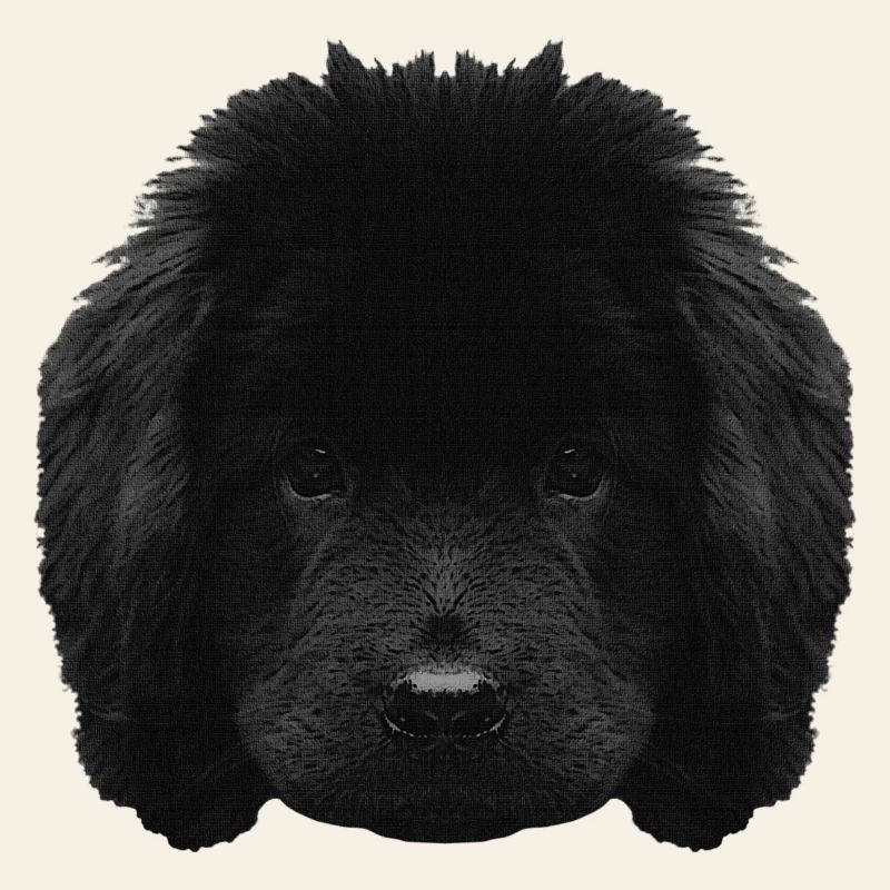 Chiot mignon, chiot Terre-Neuve, races de chiens
