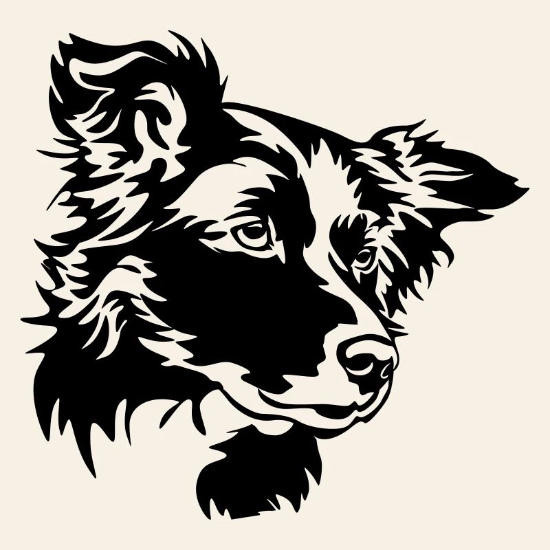 Border Collie Kopf
