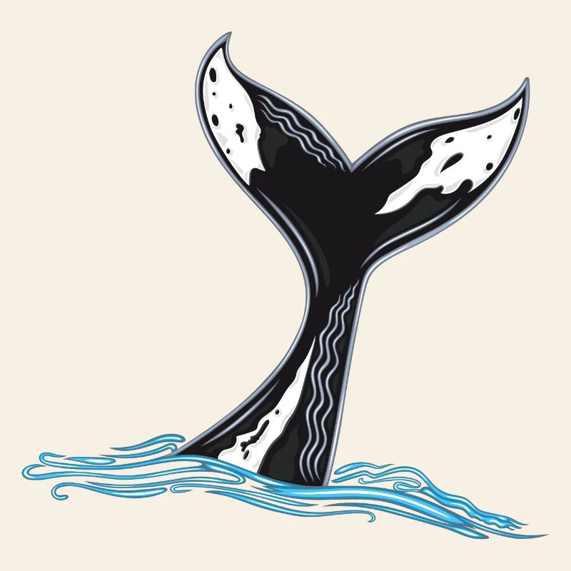 Rorqual commun
