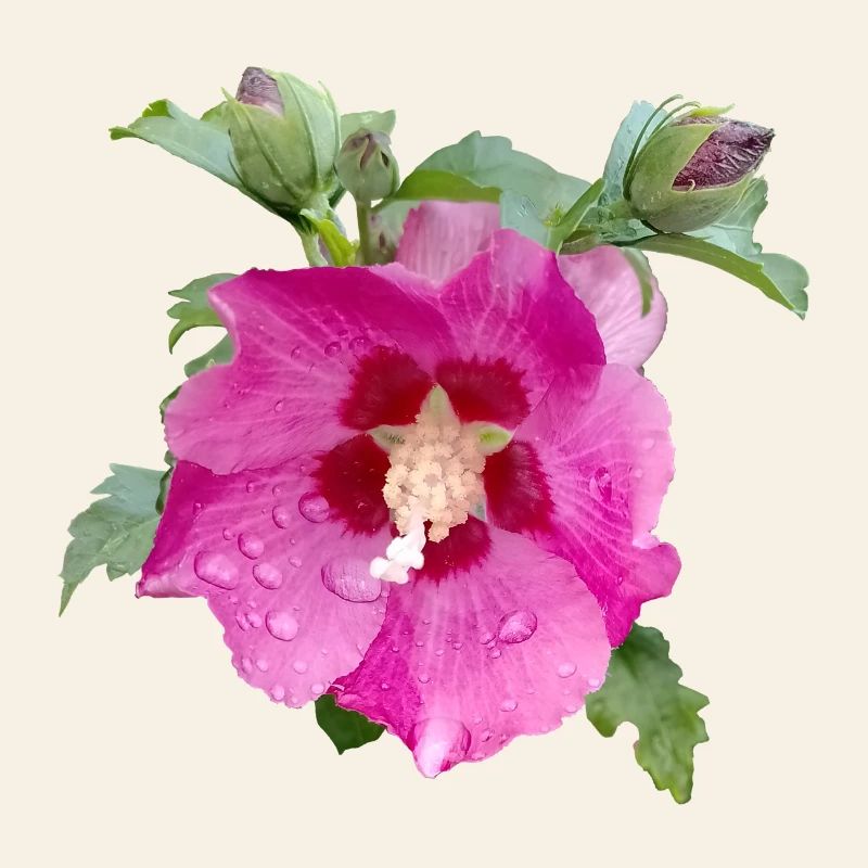 HIBISCUS ROSE