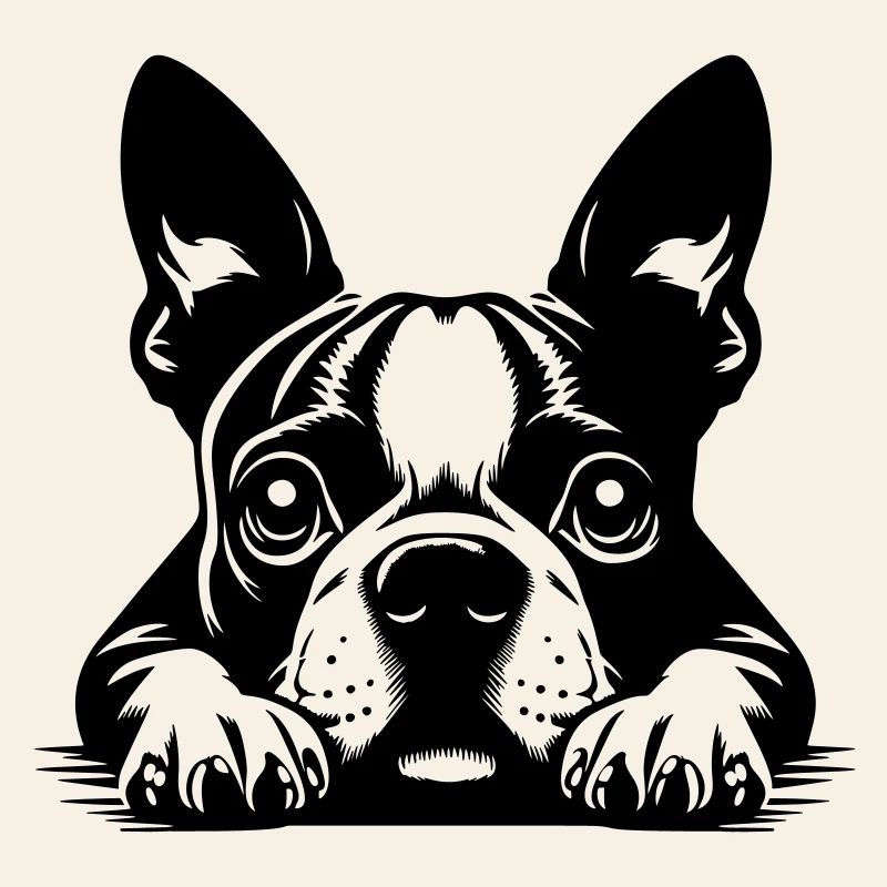 Tête de Boston Terrier avec pattes