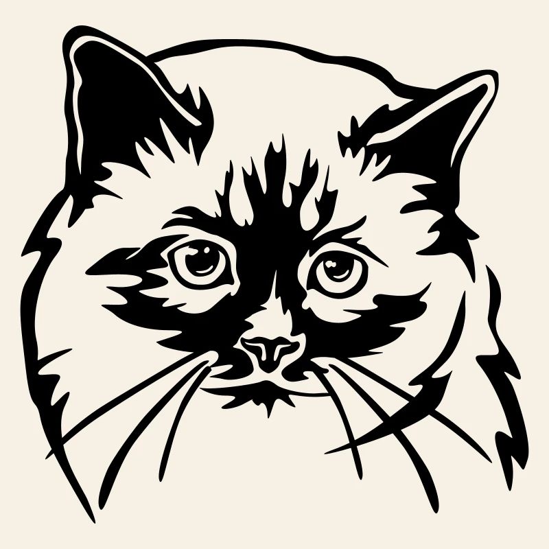 Chat birman