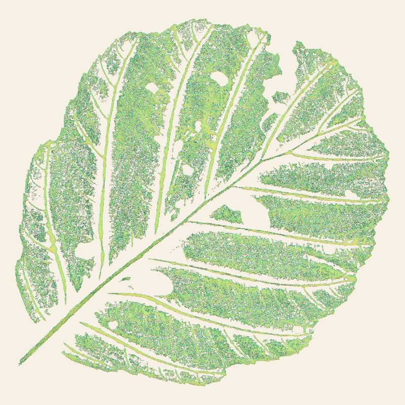 Leaf / Alder
