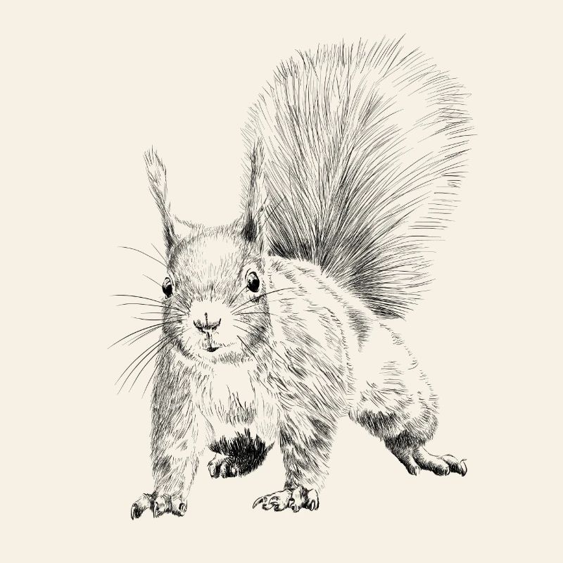 Eichhörnchen 